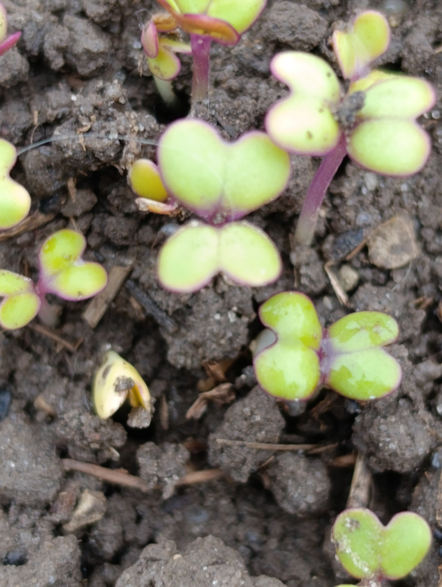 Горчица взошла через неделю. Фото автора.