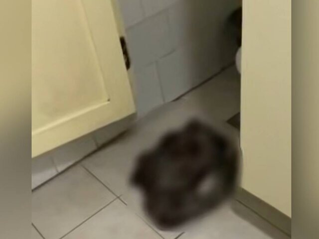    Фото: телеграм-канал "Осторожно, новости"