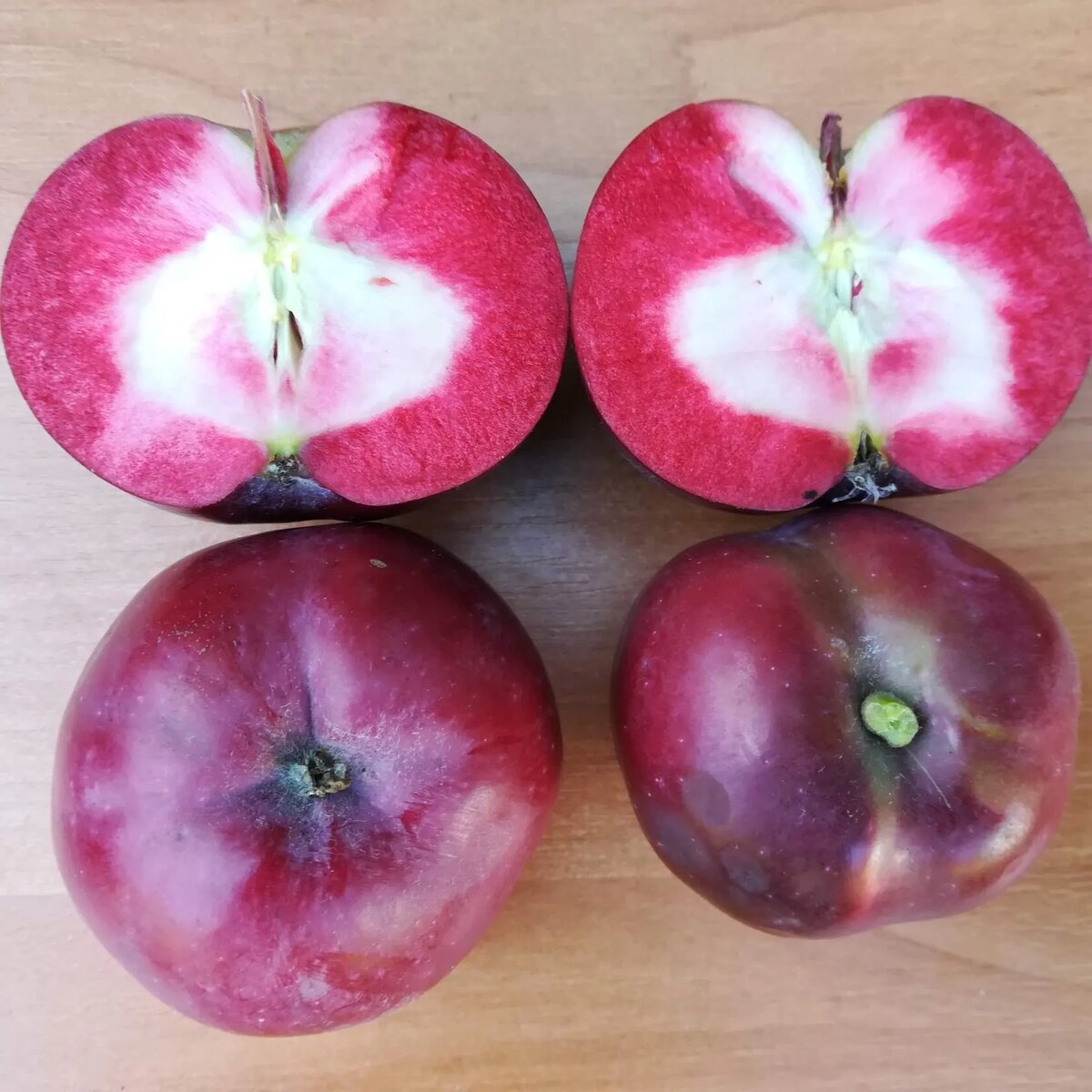 КВ краснолистная