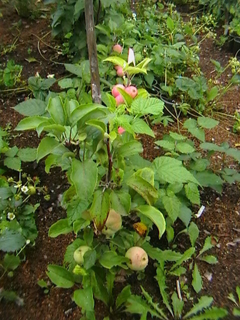 сорт Арбат на грушевом подвое