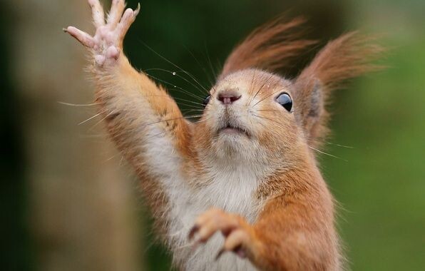 Белка-трудяга Ксюша. У неё выгорание. Она 5 лет не брала отпуск. Она забыла, как радоваться жизни. Не будь, как Ксюша.