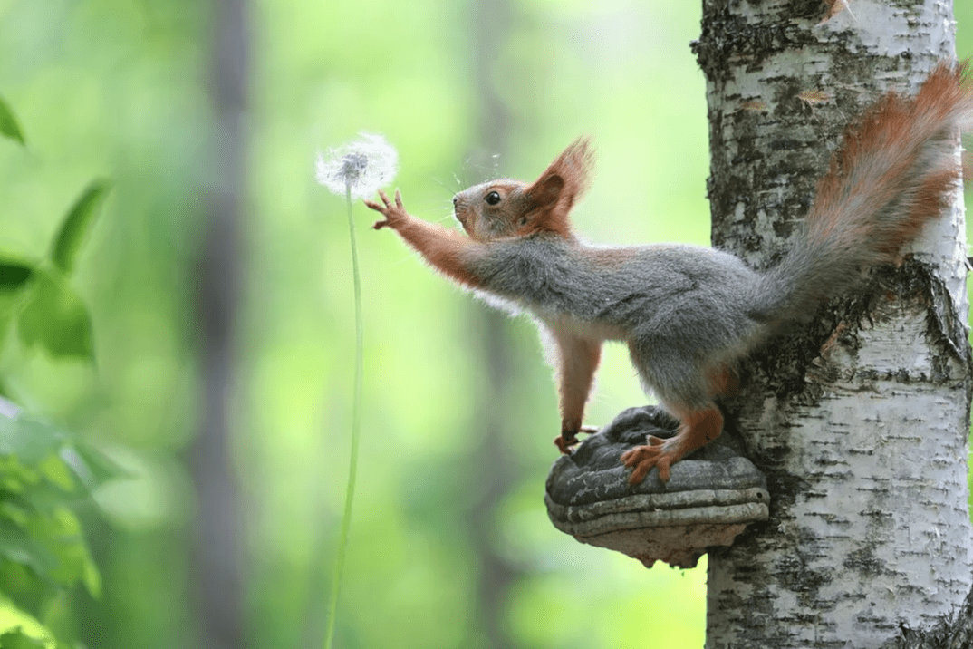 Белка-трудяга Ксюша учится отдыхать и радоваться мелочам