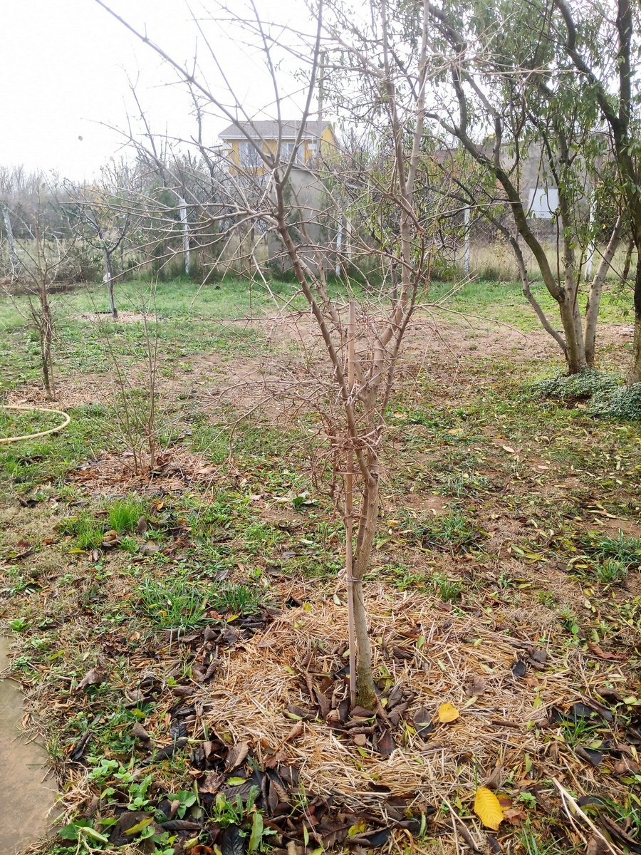 Наши три граната. Слева вдали - сорт неизвестен, подарен соседями. В середине (если разглядите ) ) - Ак Дона. На первом плане Гюлоша розовая.