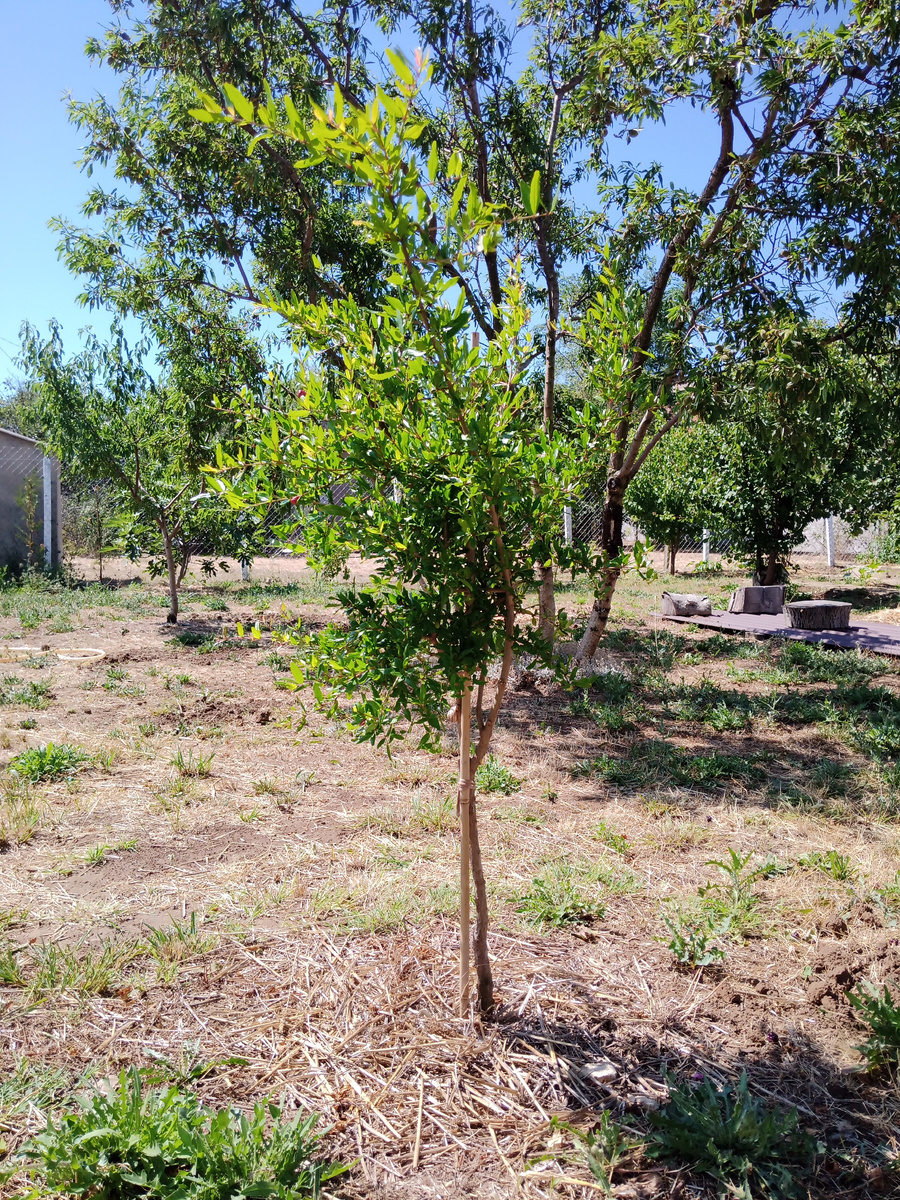 Гранат Гюлоша розовая. Июнь 2024 года