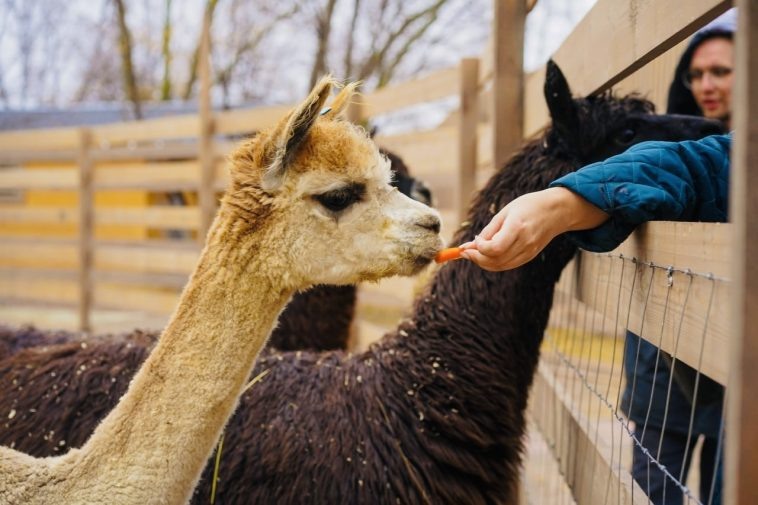 Фото: ЦПКиО