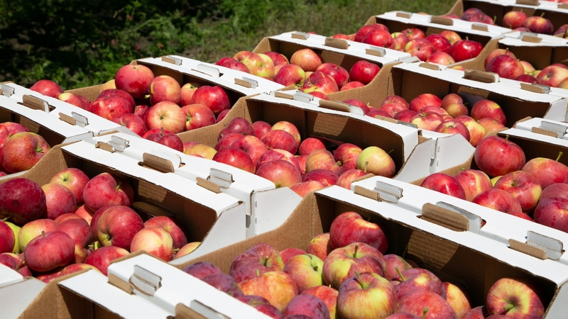    Летние и осенние сорта идут на продажу сразу Фото: Валерий Алтухова / / ИА «Победа26»