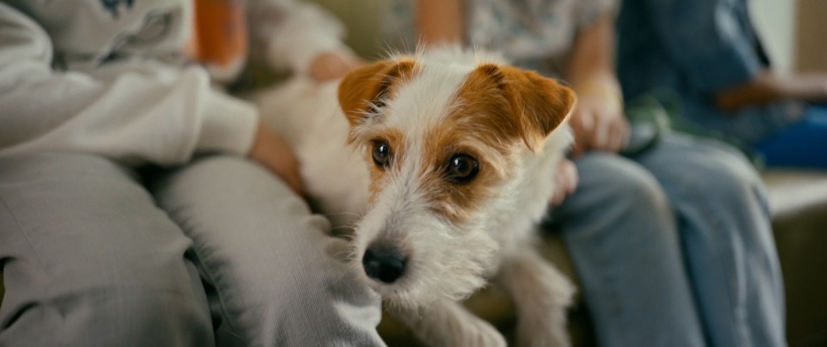 Кадр из фильма Мой дикий друг (2024)