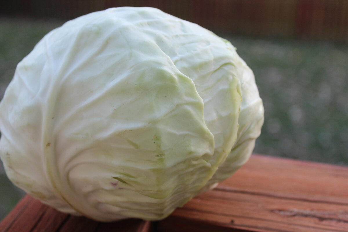 Пример капусты для квашения