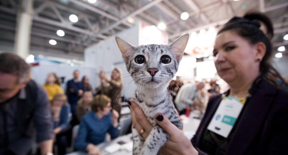    Организатор выставки «Winter Cat Show»