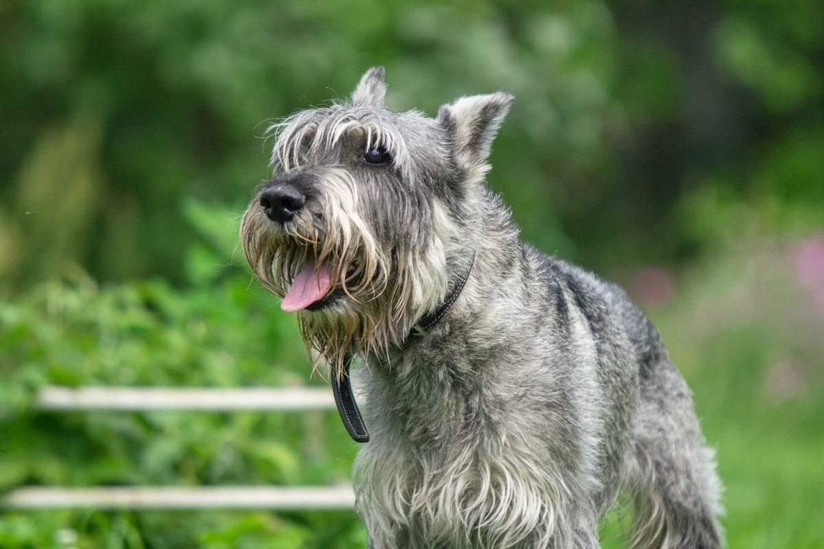 Алард - счастливчик!