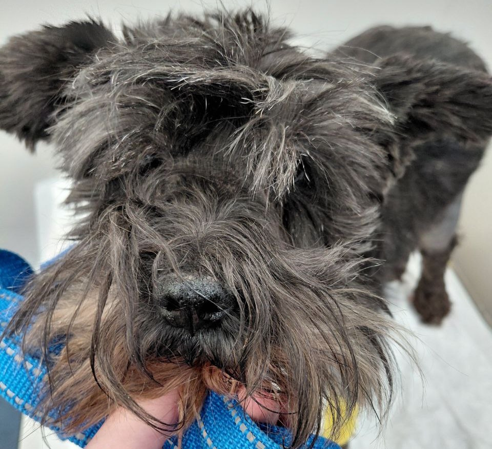 Цверг Роня в клинике