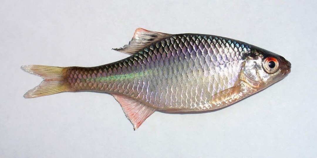 Вредные рыбы водоемов которые выбивают хорошую рыбу. Если поймали не выпускайте обратно!