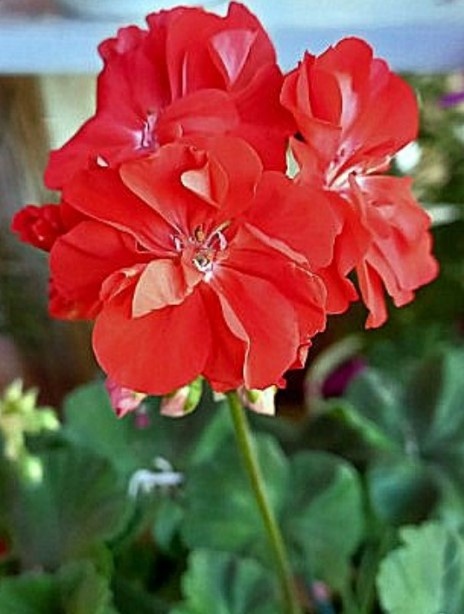  такой вот полумахровый красавчик расцвел  в конце ноября.     