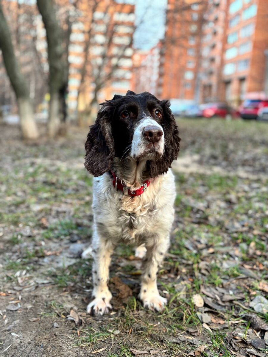 Привет от Сары. Обрастает . Прям красотка стала!