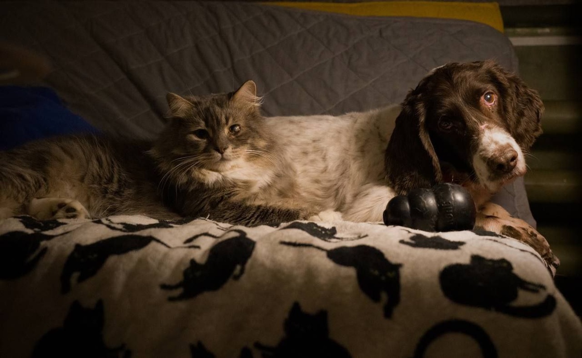 Сара и кот Бульба