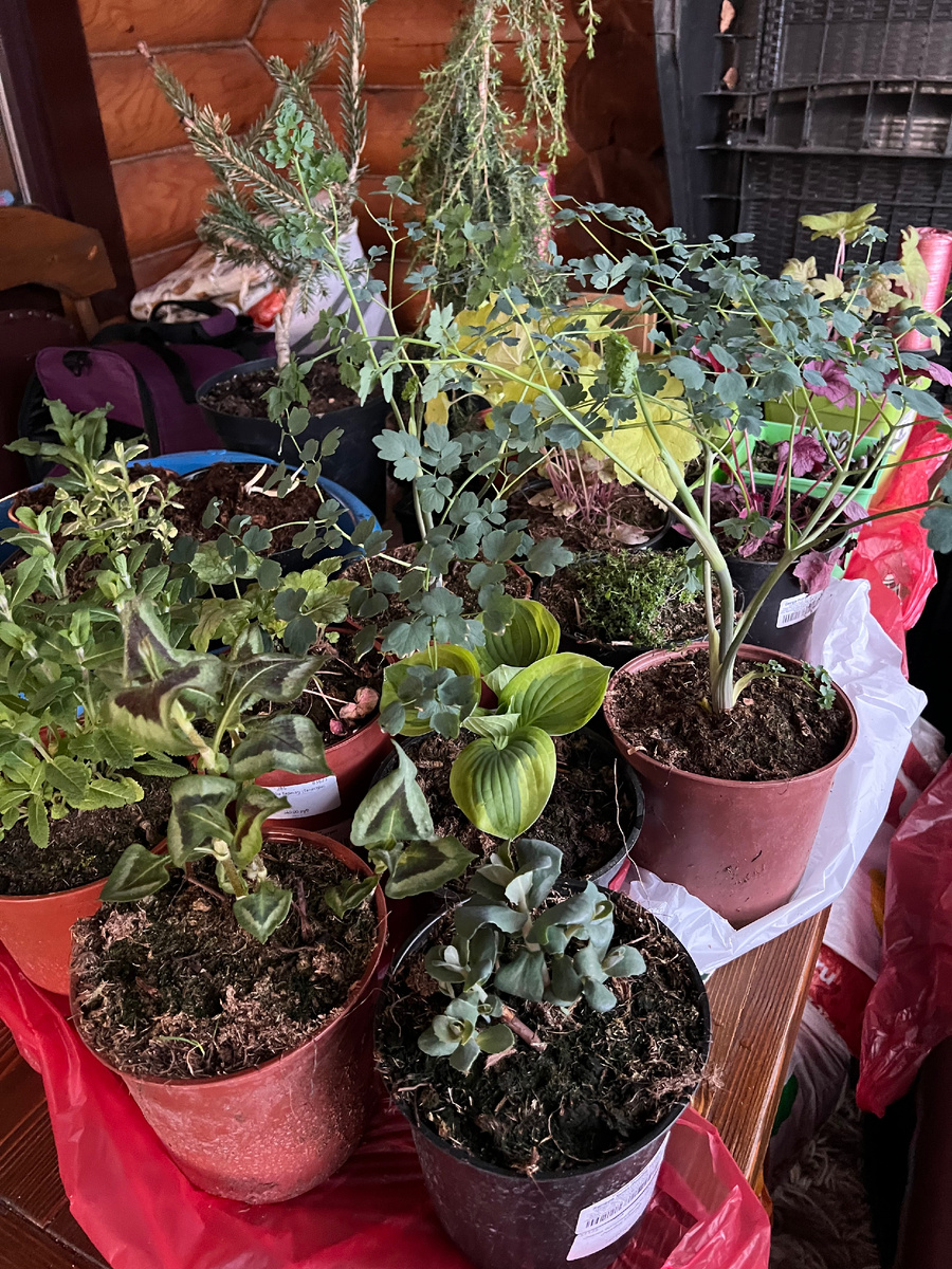 Из Плантмании 