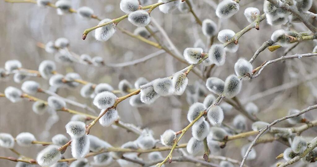 Вербное воскресенье на Руси: традиции, обычаи и народные гуляния