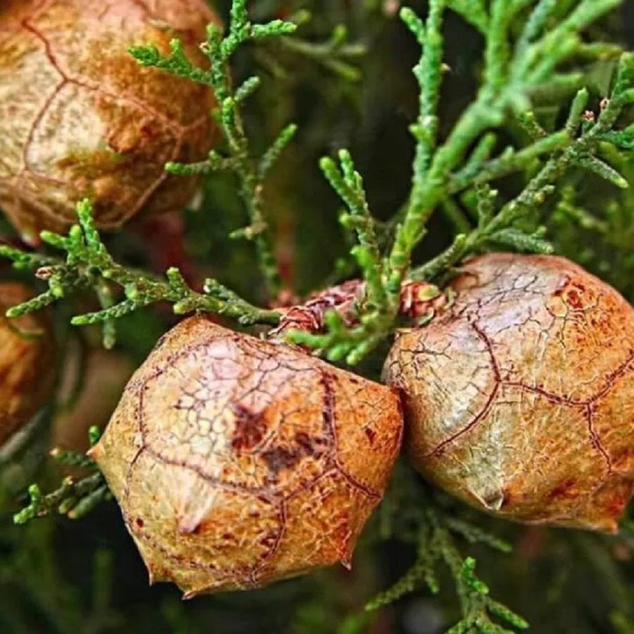 зрелая шишка