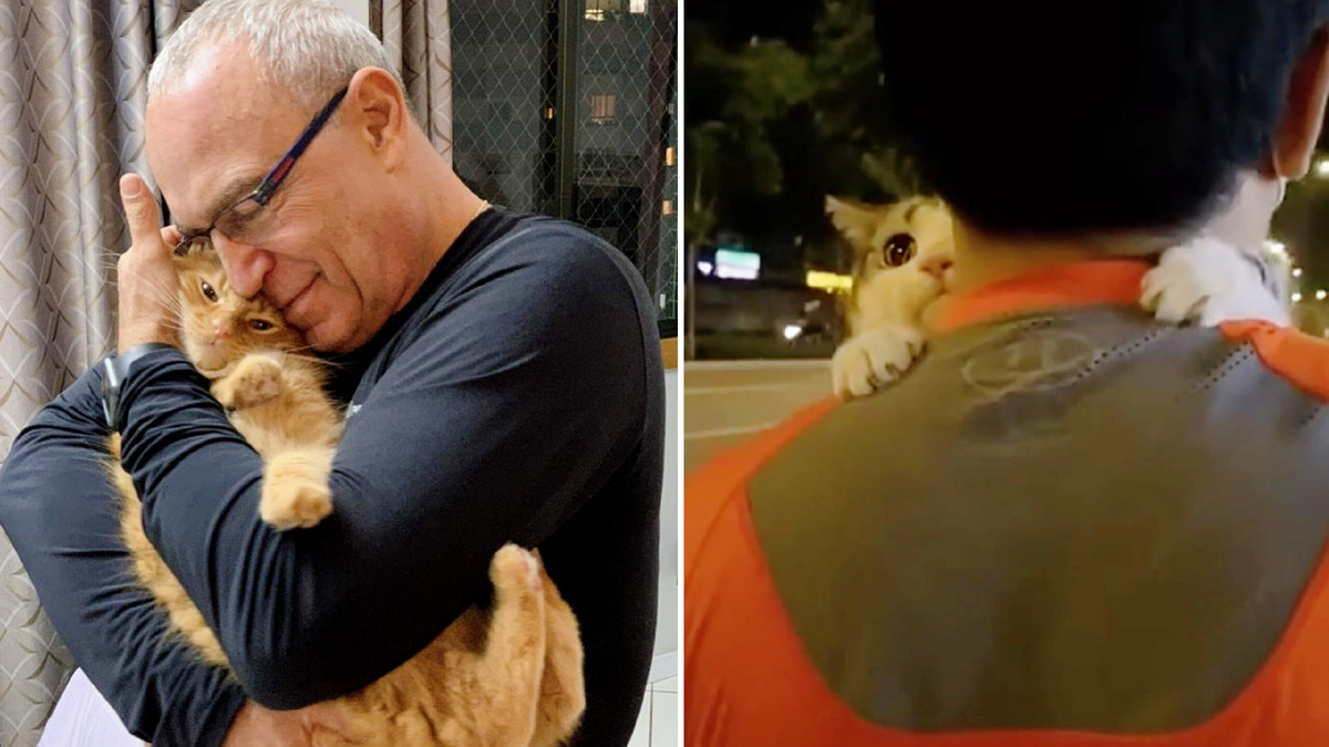 Кошка - лучший друг мужчин и совсем не без причин! Ведь с таким большим и сильным хозяином очень надежно!