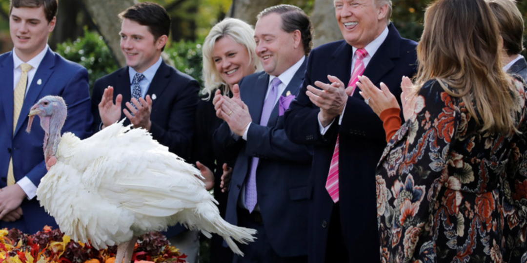 Индюшиный день в США talk turkey, cold turkey, turkey trot