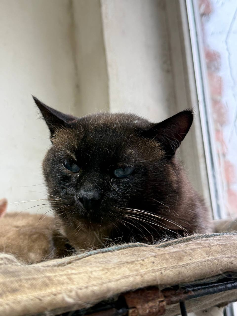 Все котики ищут дом. Присмотритесь к ним и если, кто понравился, свяжитесь со мной: +7 949 417 8670 - Алевтина Анищенко 