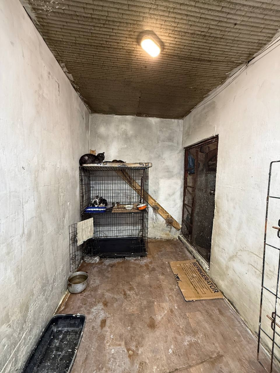 Вот такую чистоту мы навеи в комнате для котеек. Как говорится, чем богаты, тем и рады