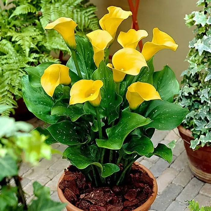 Источник фото: https://orhide.ru/