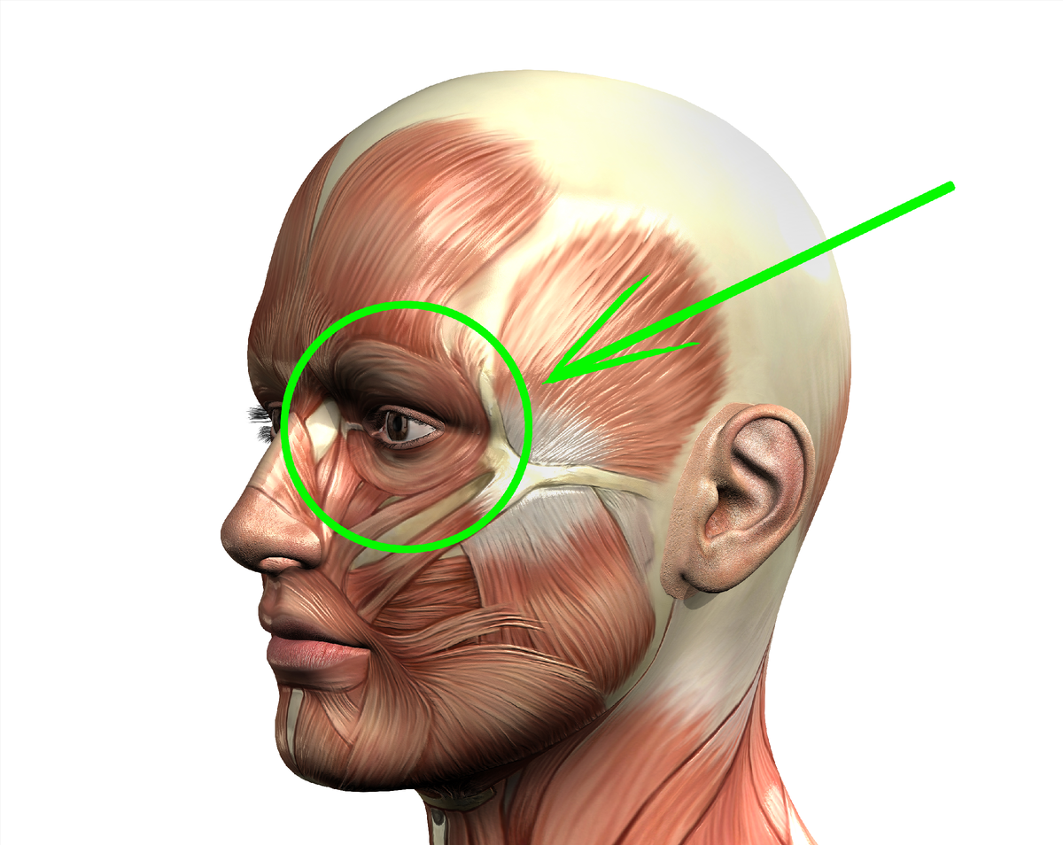 Круговая мышца глаза