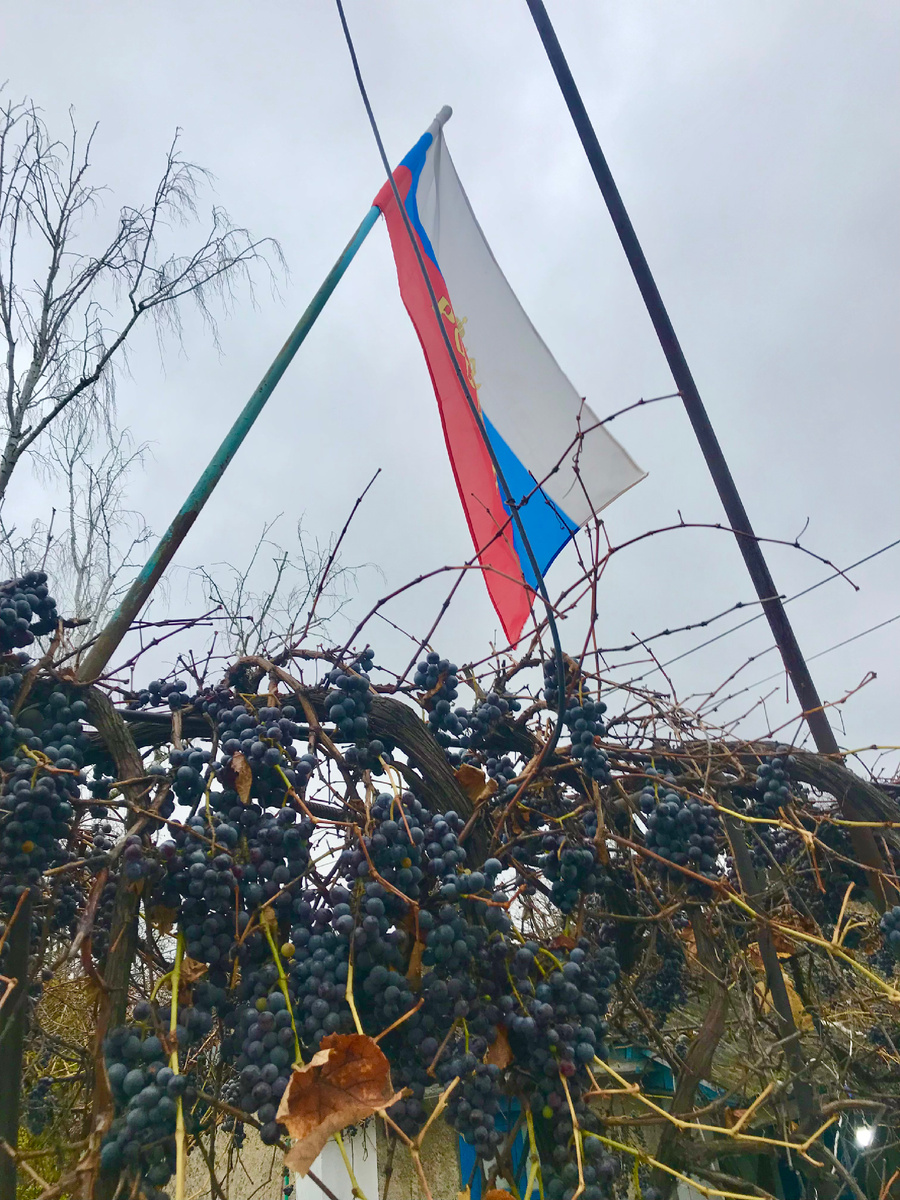 Виноградник в конце ноября 2025 год. Крым.