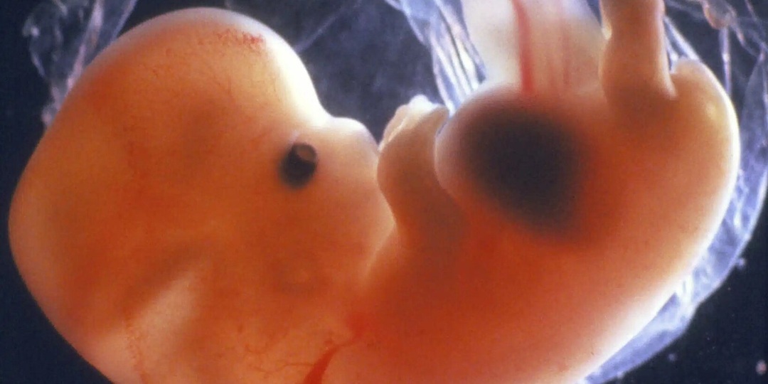 Мозг знает, как устроен мир, еще до рождения человека