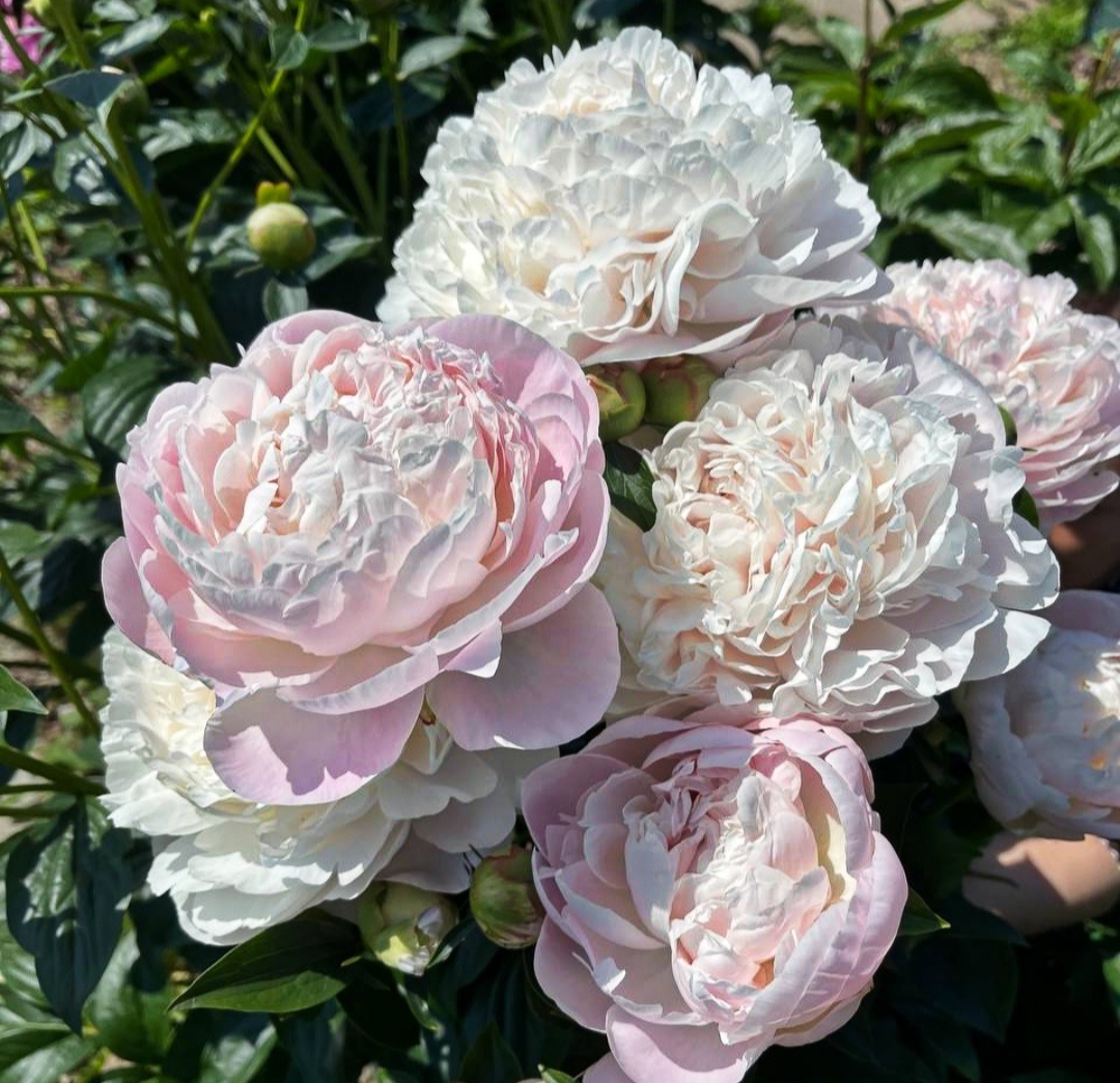 Корина Версан Любови Аристарховой