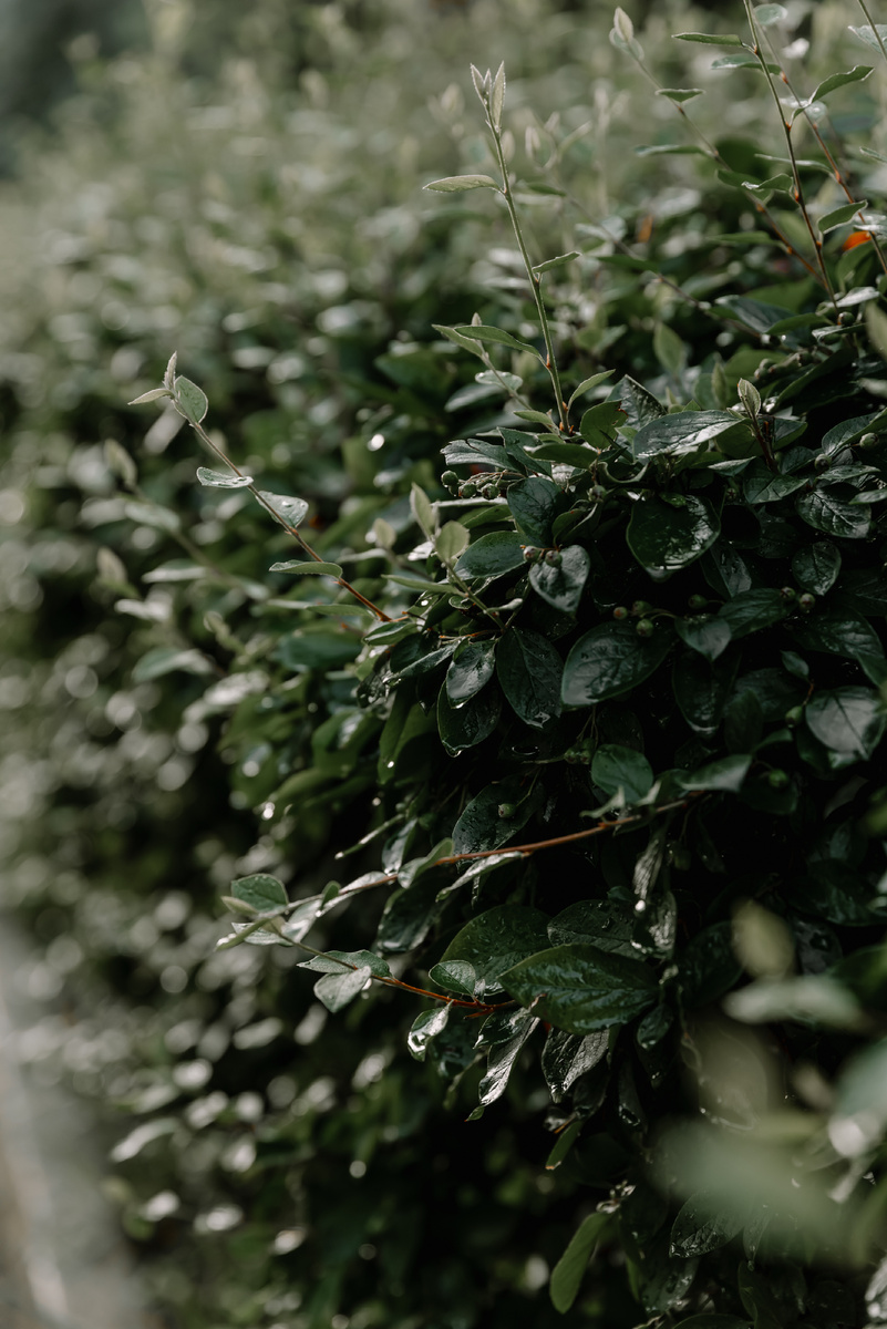 Природа умеет находить красоту даже в дождливый день — урок, который я усвоила не сразу