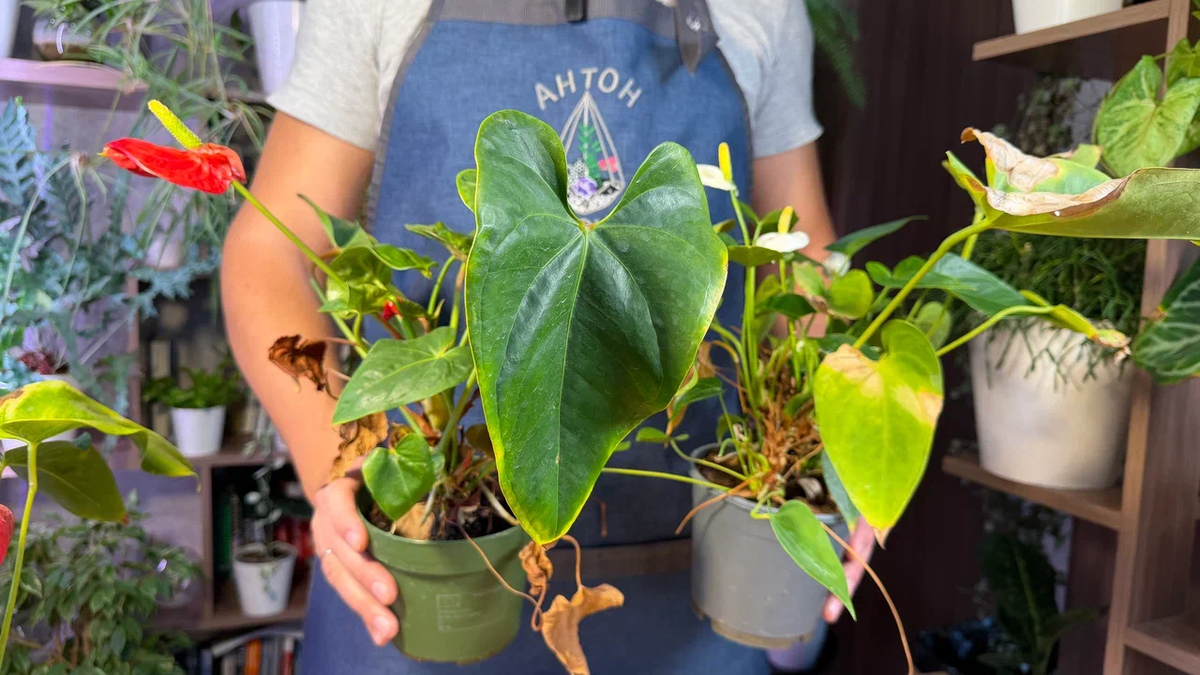 А это два новеньких