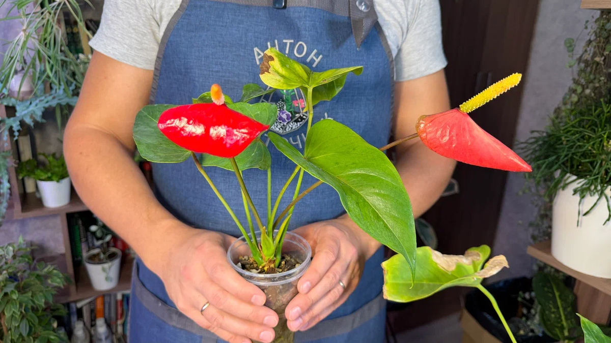 Мой красавец - после пересадки чуть больше полугода назад цветет без остановки