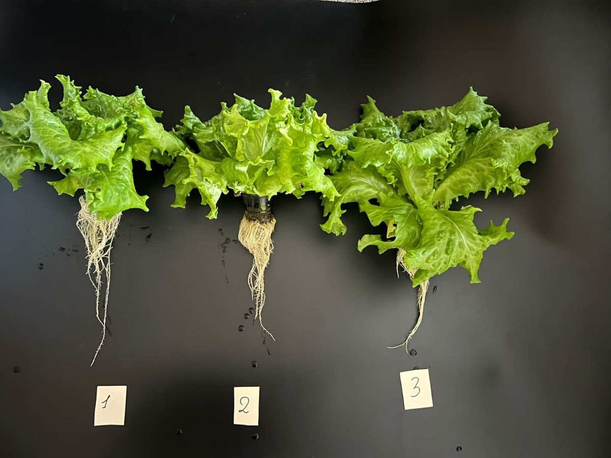    фото: © Григорий Шемет/ VK