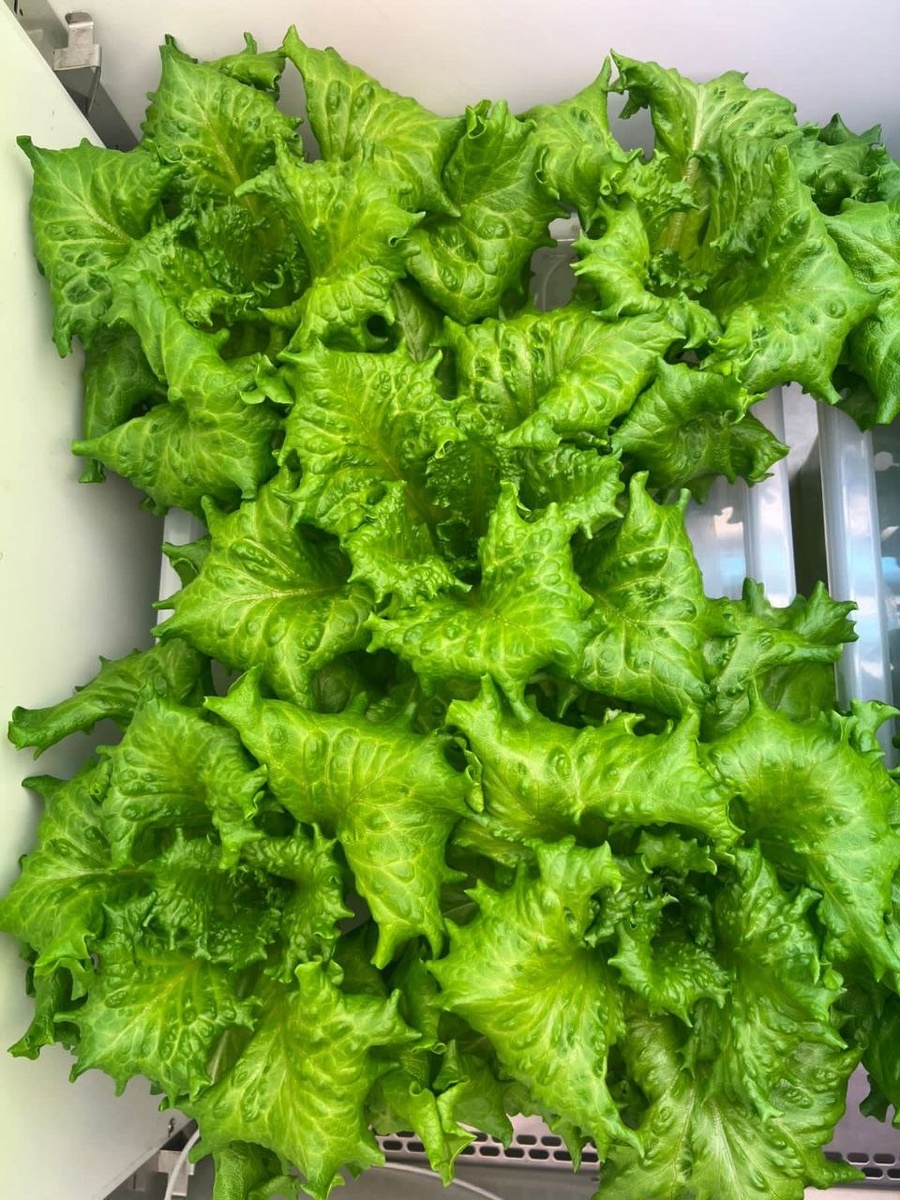    Ученые и фермеры Карелии совместно создадут «идеальный салат» © Григорий Шемет/ VK