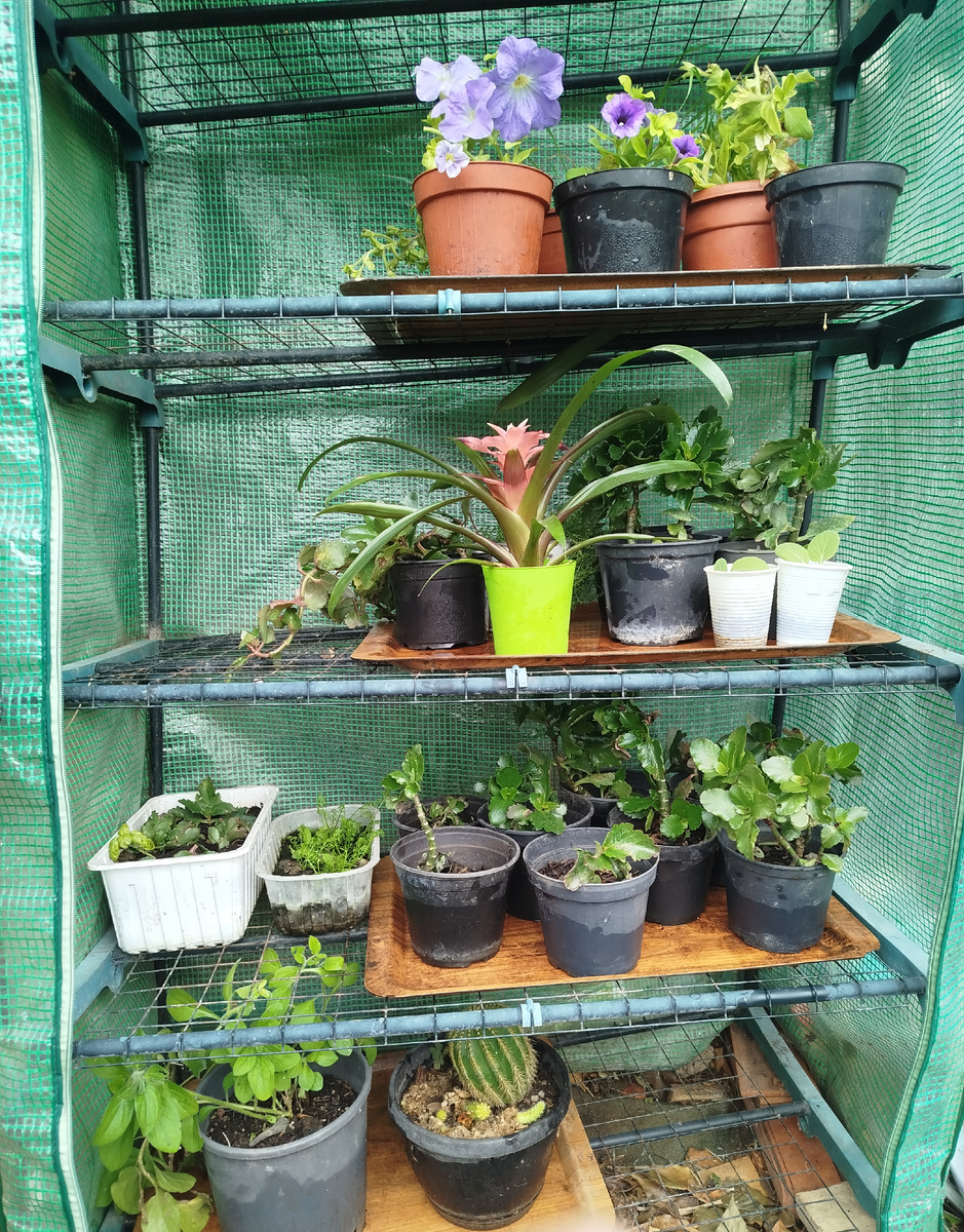 Фото автора. Вот так выглядит маленькая тепличка сейчас.