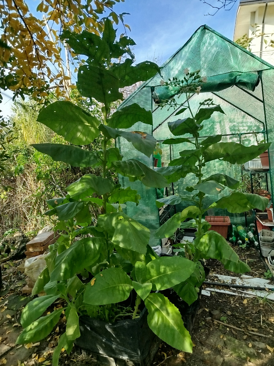 Фото автора. Большая теплица постоянно попадает в кадр)) Вот она, за кустами табака.