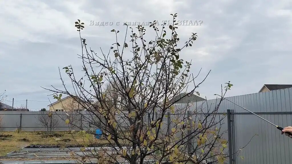 Защита сада