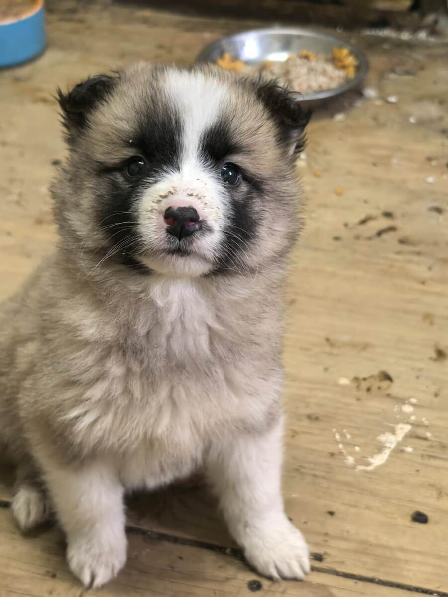 Подкидыш. Живет в доме. На улицу ему рано.