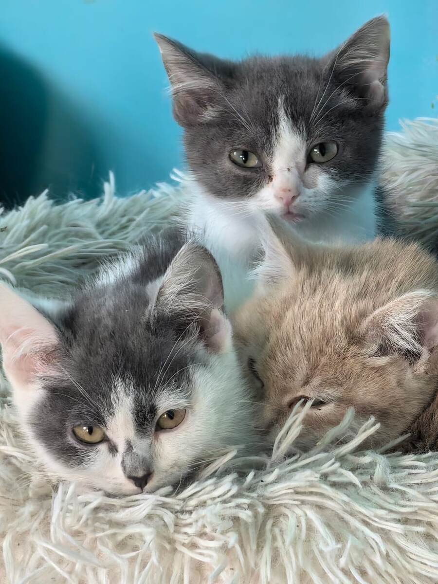 Котята-подкидыши