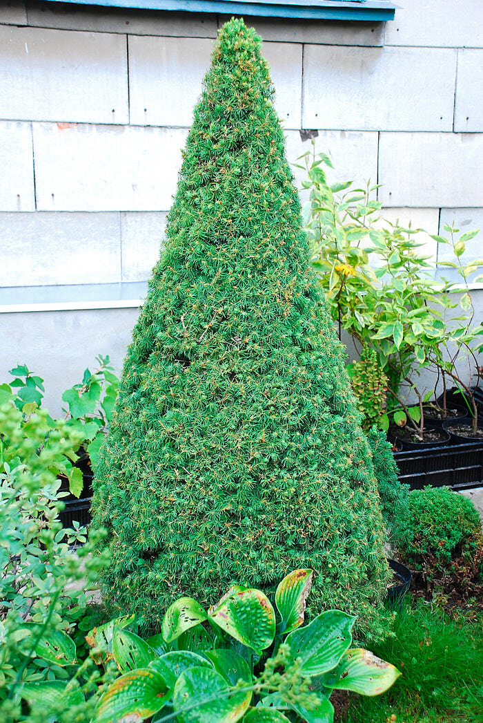 Стриженая коника.  Фото с Интернета.