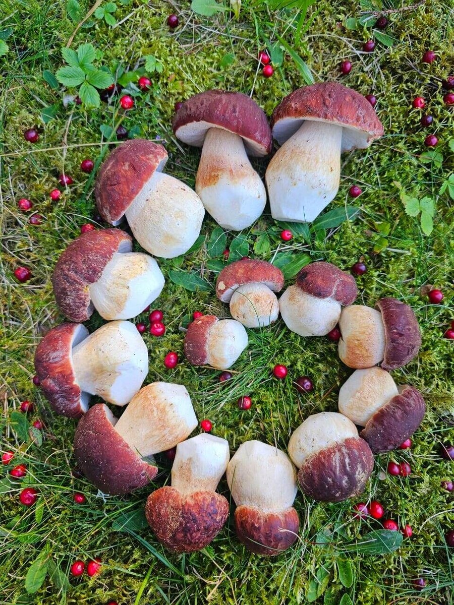 Боровая запятая