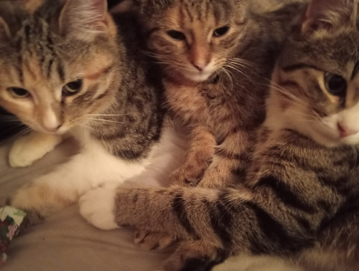 - Вася, Лиза! Где ходите? Без вас не накладывают корм!🐱