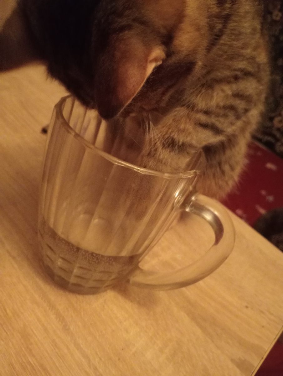 Куда Шпротка в кружку хозяина лапу суешь?