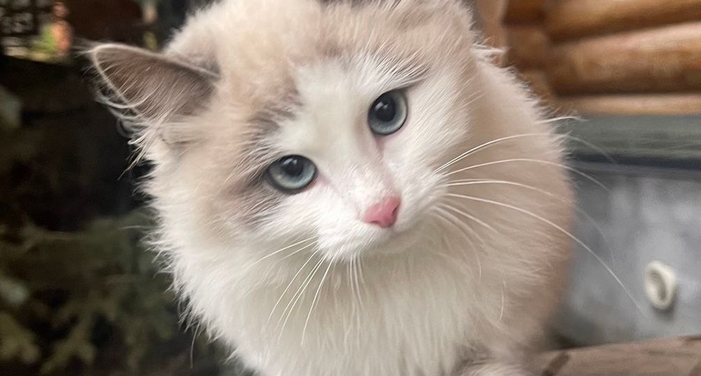 Друзья, на дачах выживают необыкновенной красоты котята! Им около полугода