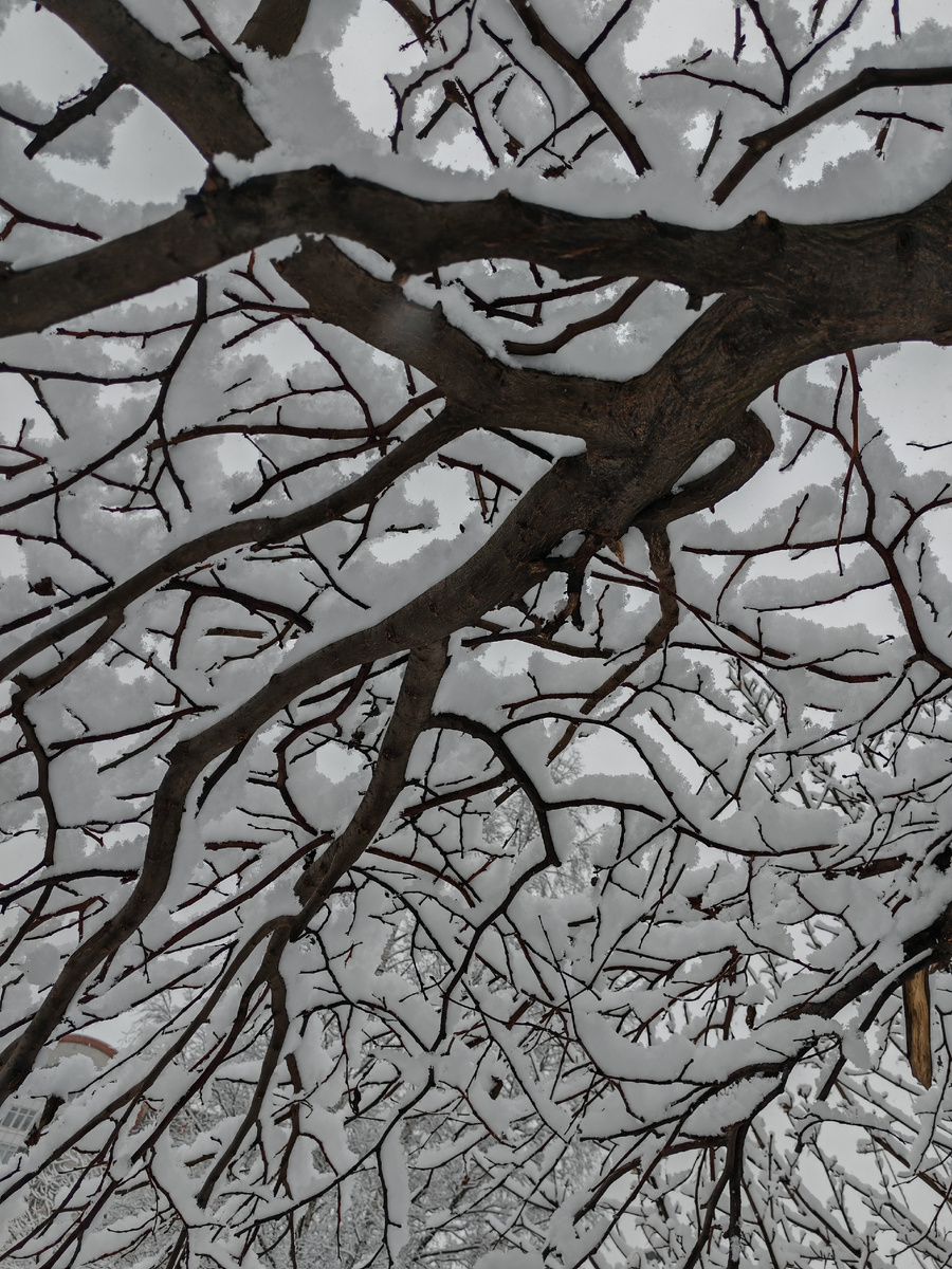 Все деревья вот такие. 