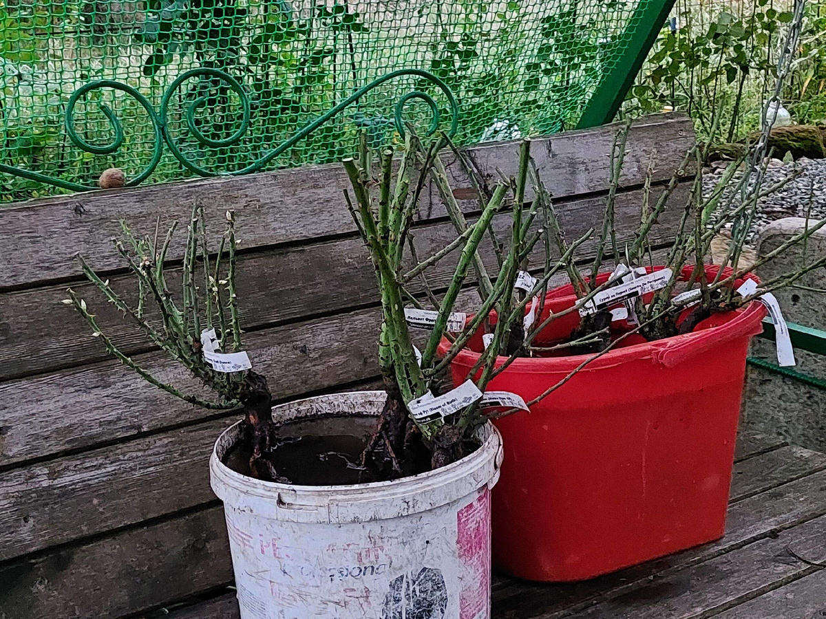 Вот мои красавицы )