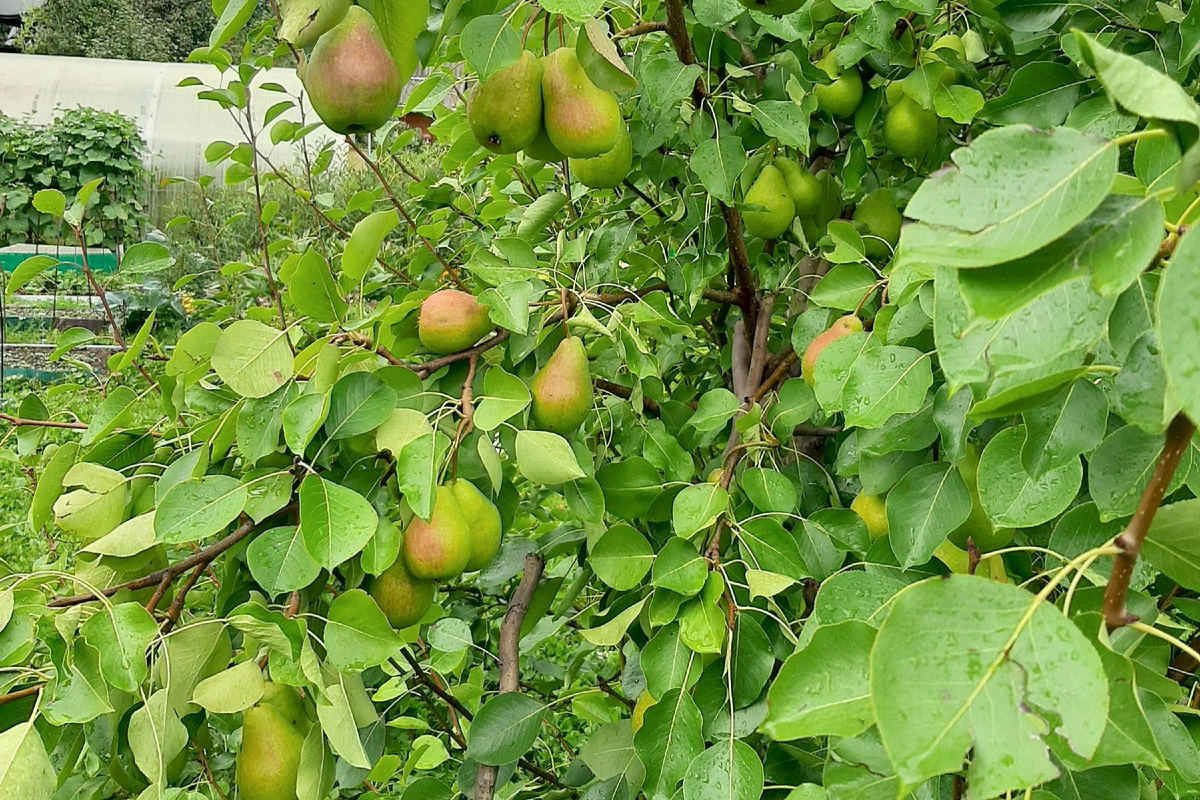 Груша в моём саду. Фото из архива автора канала "Иди посмотри" 