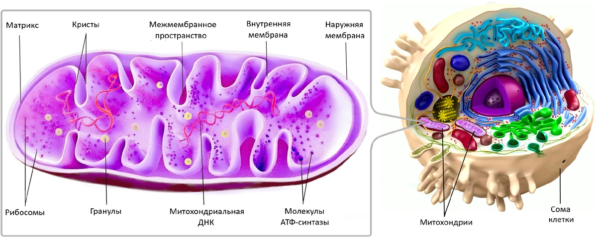 Митохондрия соматической клетки.